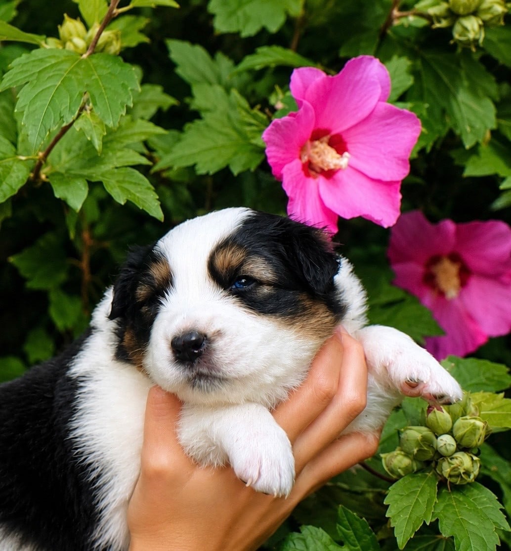 CHIOT 3