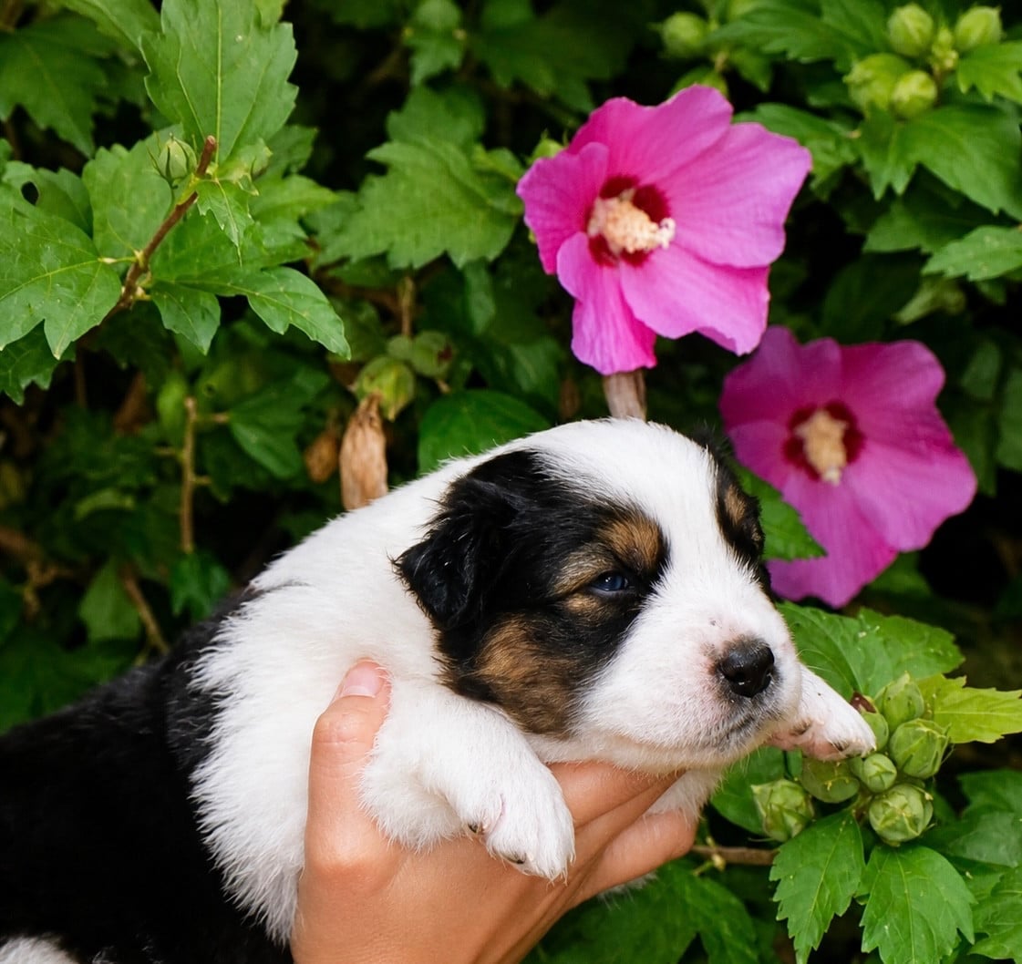 CHIOT 3