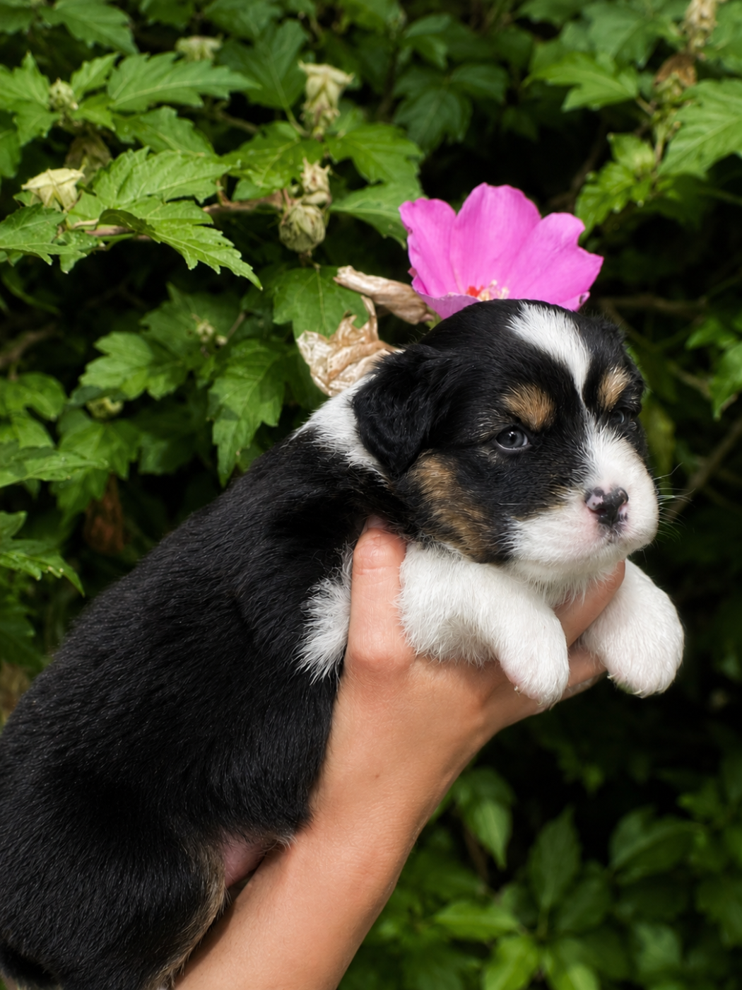 CHIOT 4