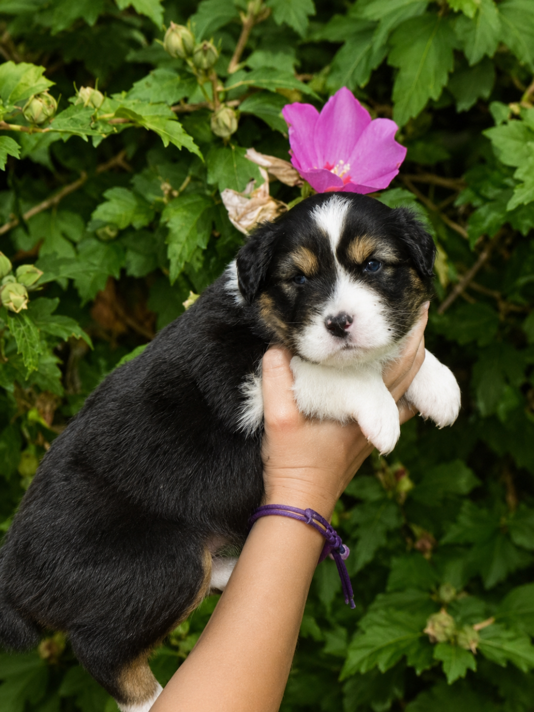 CHIOT 4
