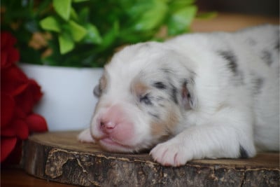 Les chiots de Berger Australien