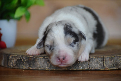 Les chiots de Berger Australien
