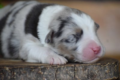 Les chiots de Berger Australien