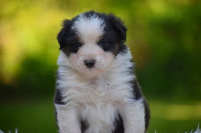 Les chiots de Berger Australien