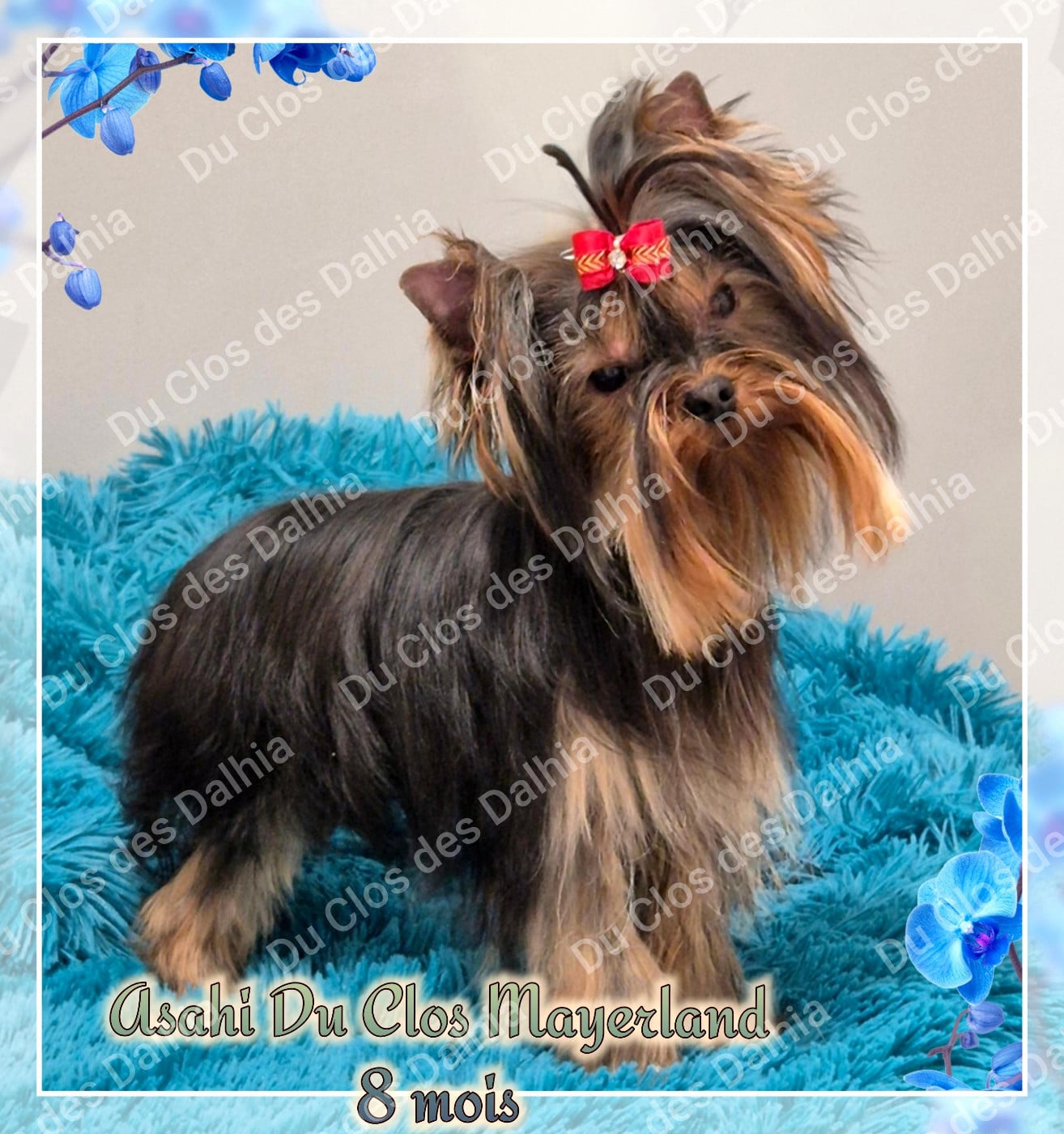 Publication : Du Clos Des Dalhia Auteur : Du Clos des Dalhia