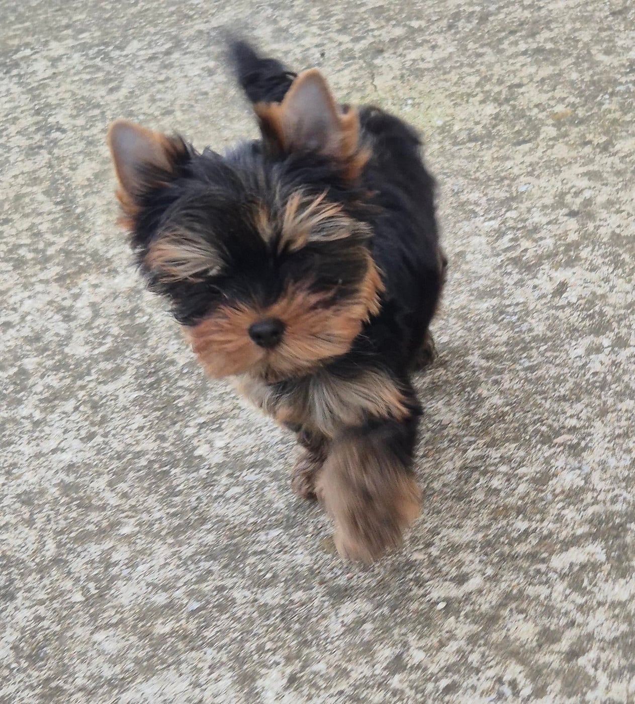 Publication : Du Clos Des Dalhia Auteur : Du Clos des Dalhia