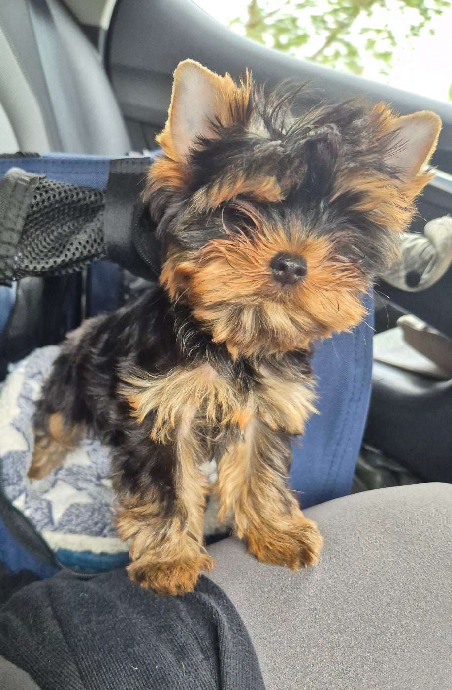 Publication : Du Clos Des Dalhia Auteur : Du Clos des Dalhia