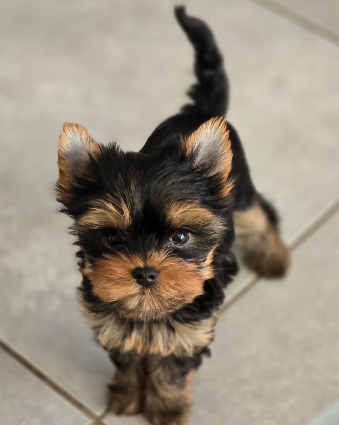 Publication : Du Clos Des Dalhia Auteur : Du Clos des Dalhia