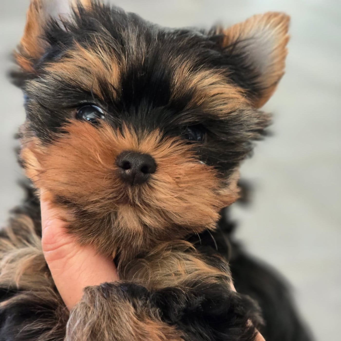 Publication : Du Clos Des Dalhia Auteur : Du Clos des Dalhia