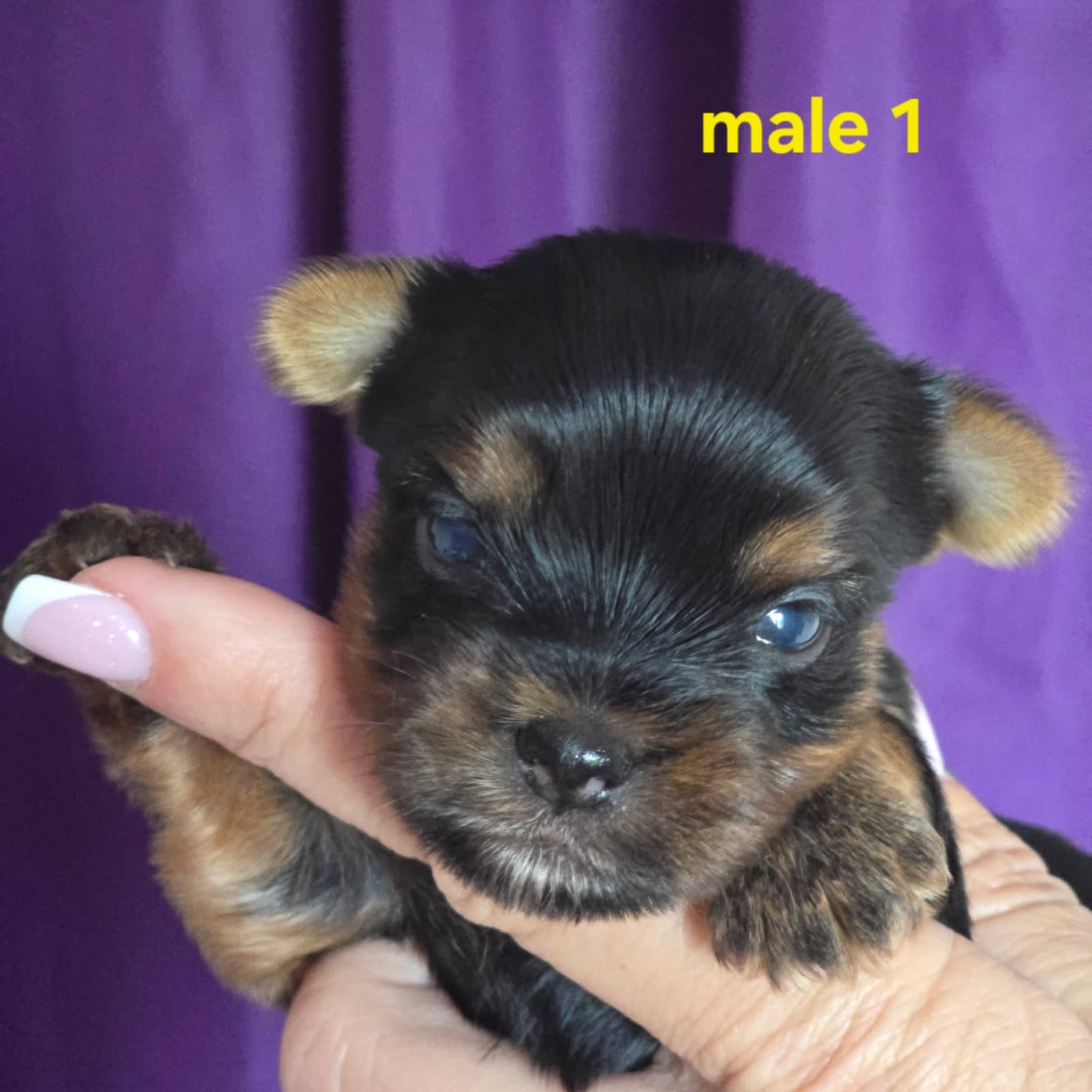 Publication : Du Clos Des Dalhia Auteur : Du Clos des Dalhia