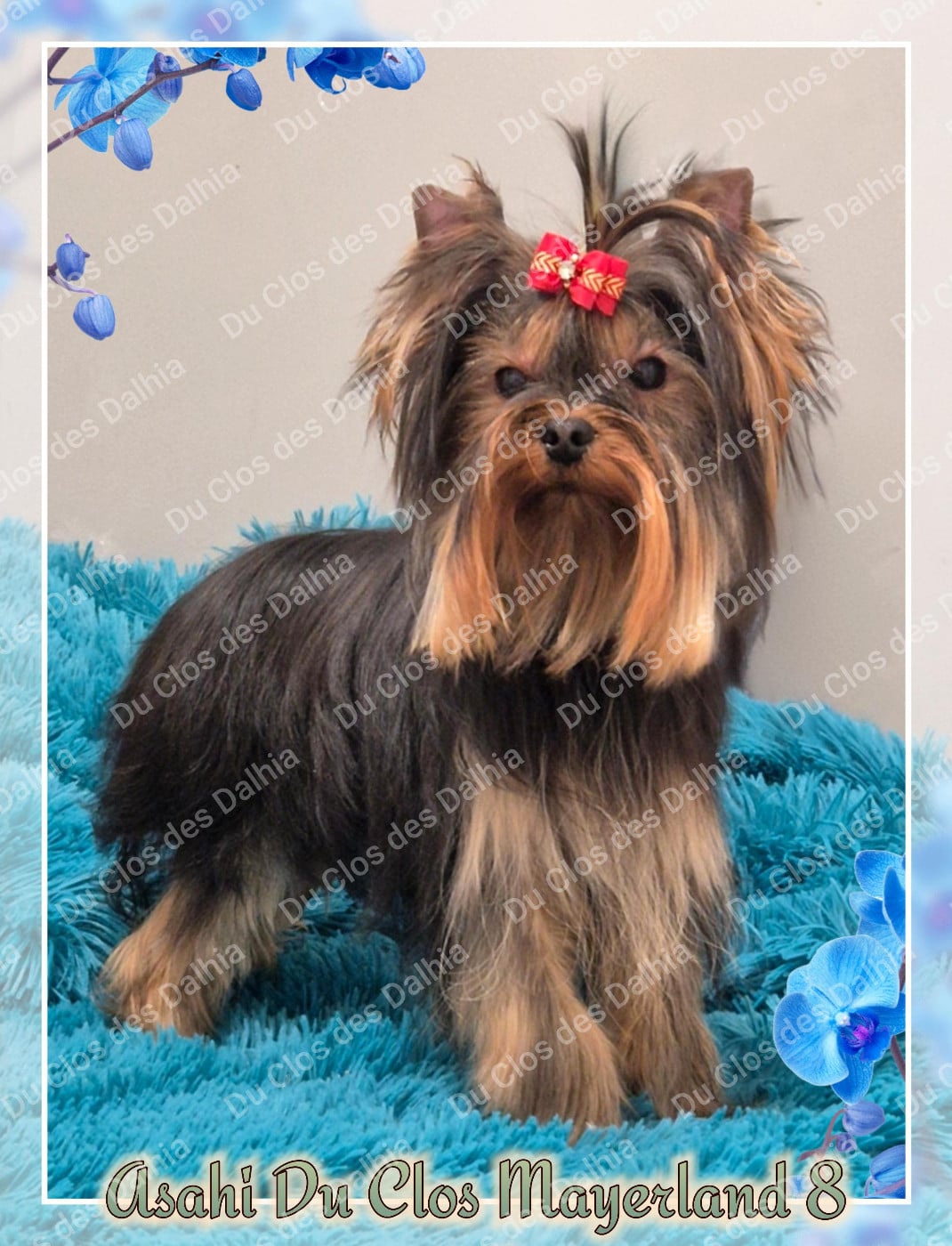 Publication : Du Clos Des Dalhia Auteur : Du Clos des Dalhia