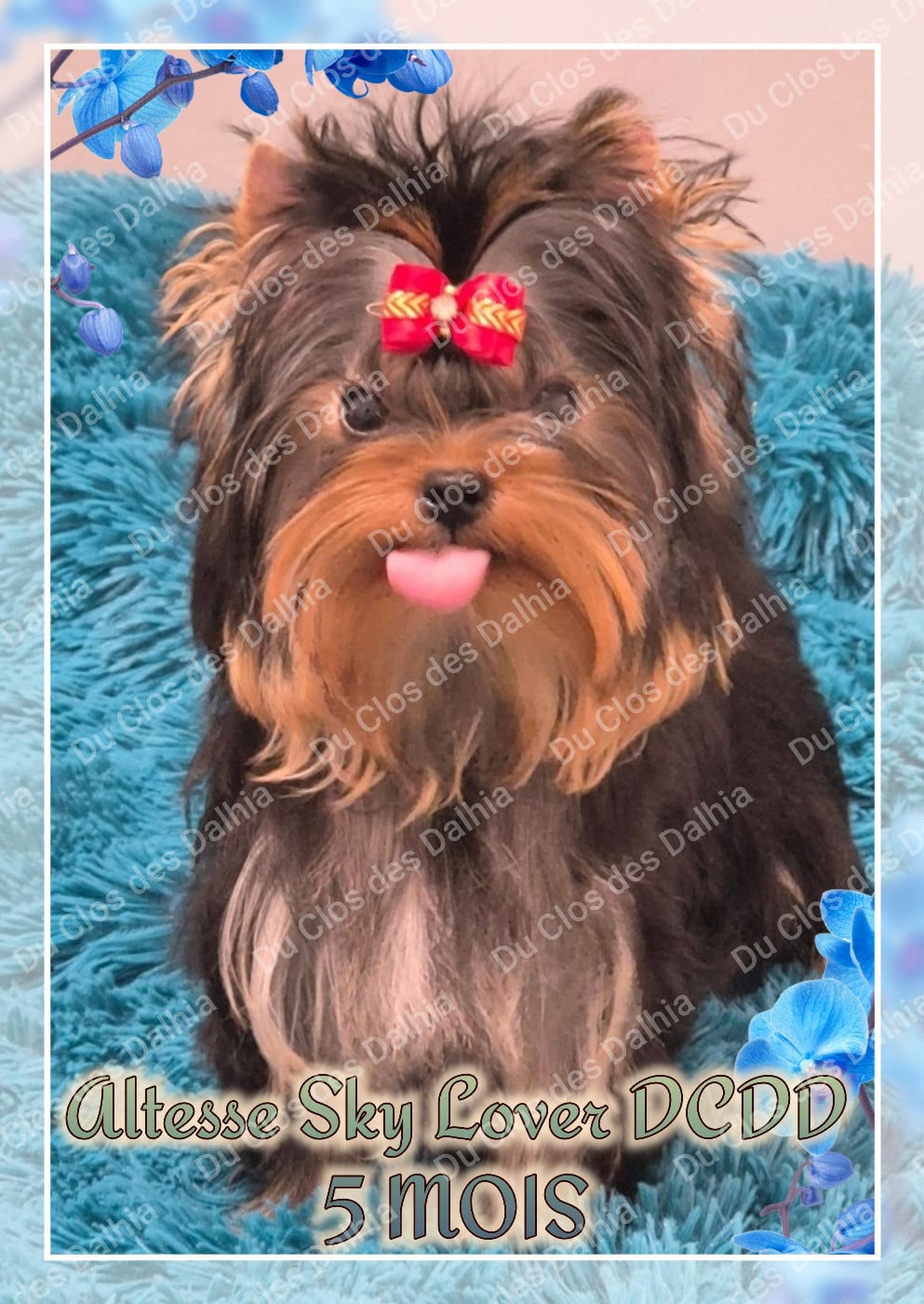 Publication : Du Clos Des Dalhia Auteur : Du Clos des Dalhia