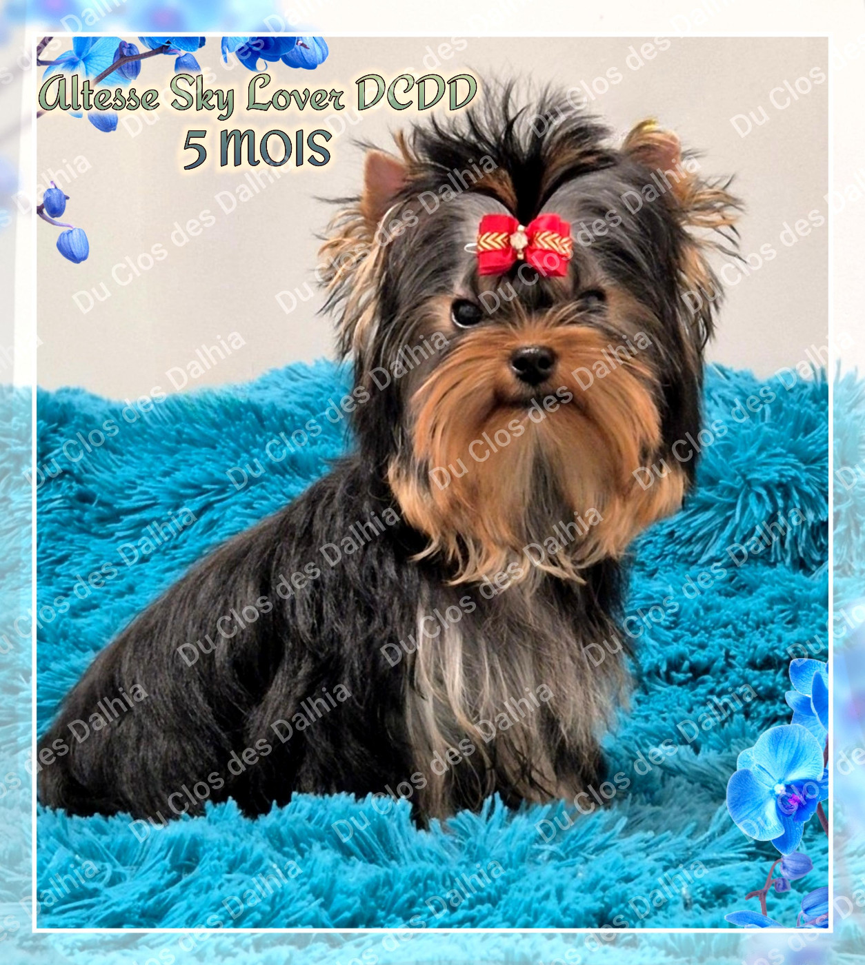 Publication : Du Clos Des Dalhia Auteur : Du Clos des Dalhia