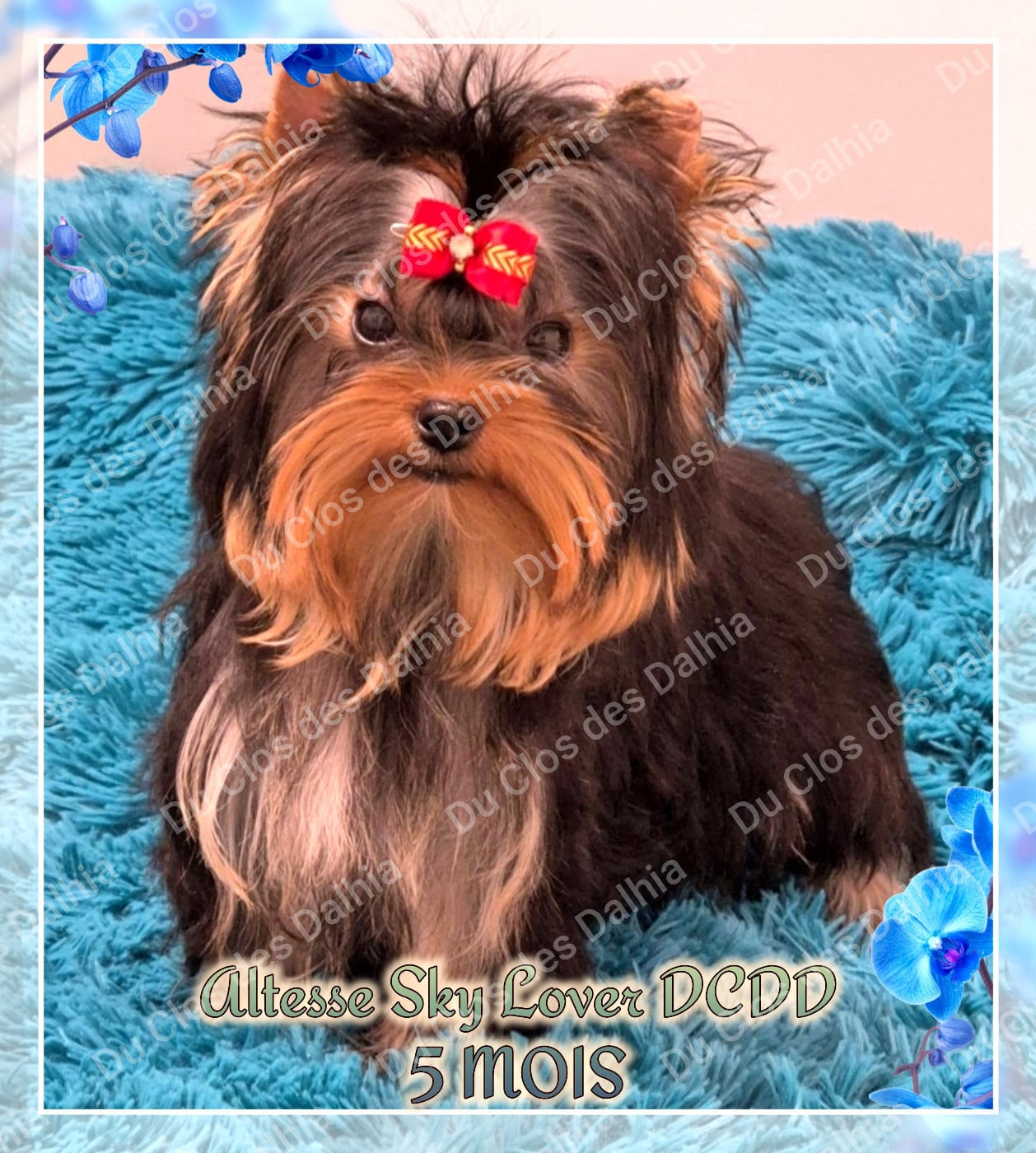 Publication : Du Clos Des Dalhia Auteur : Du Clos des Dalhia