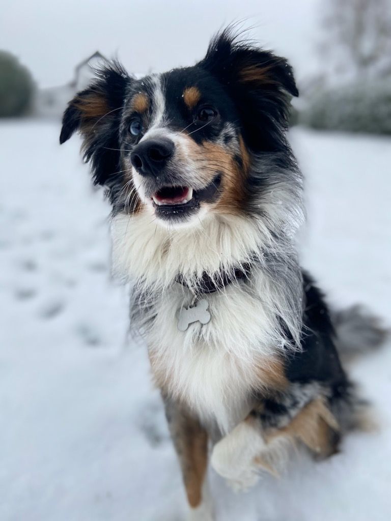 Accueil Elevage Des Portes Du Mesnil eleveur de chiens