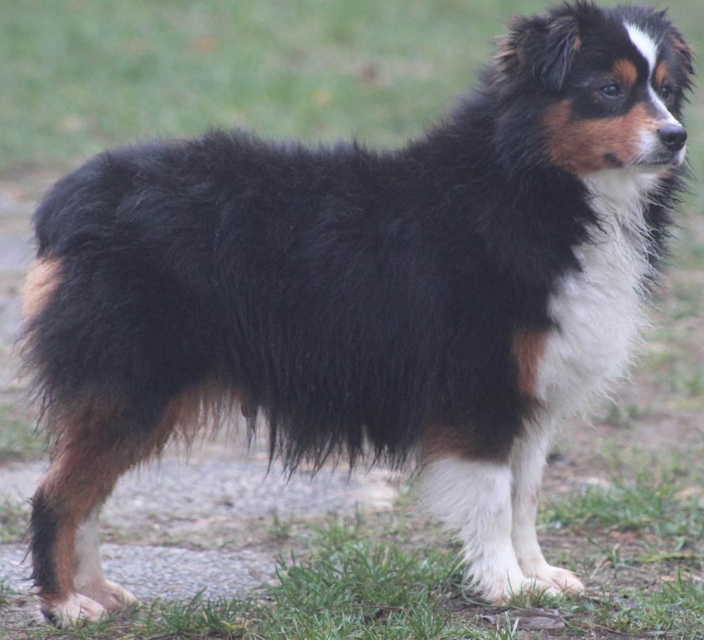 Publication : Des Portes Du Mesnil