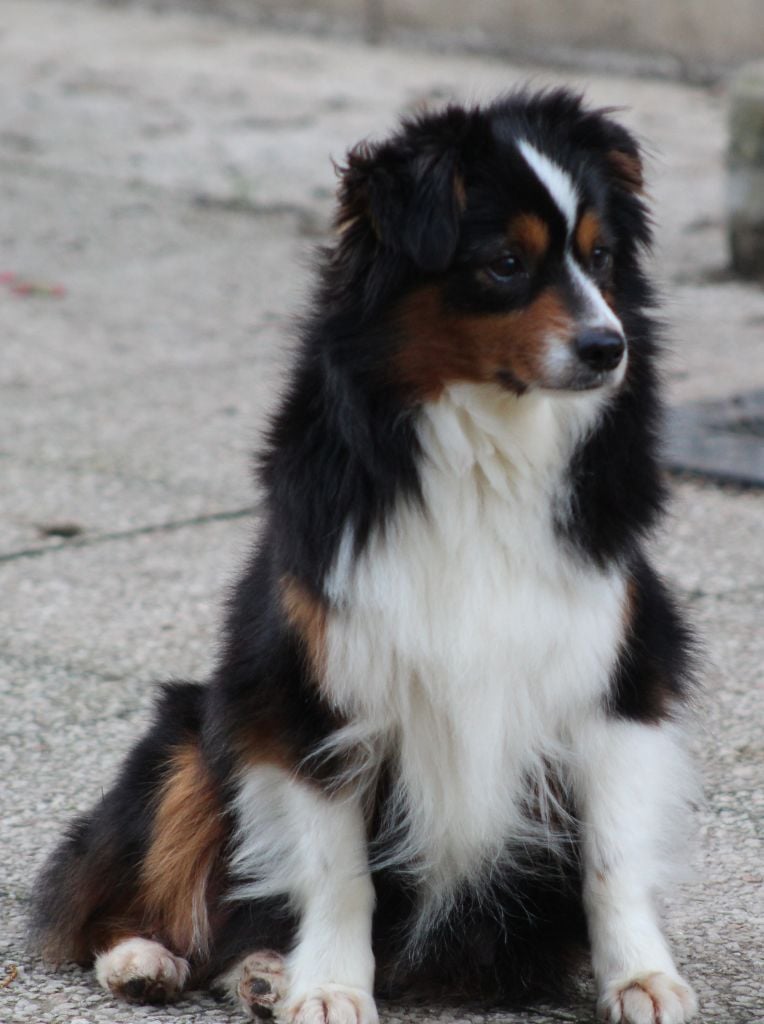 Publication : Des Portes Du Mesnil