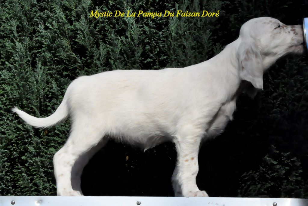 Publication : De La Pampa Du Faisan Dore