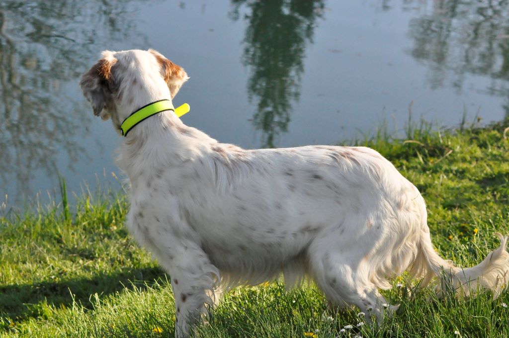 Publication : De La Pampa Du Faisan Dore