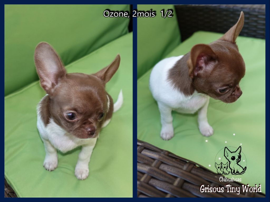 chiot Chihuahua du Grisous'tiny World