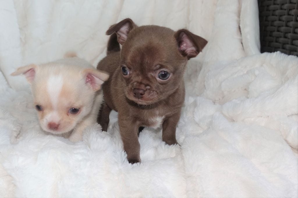 chiot Chihuahua du Grisous'tiny World