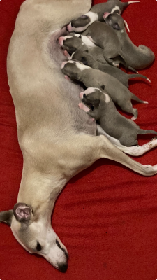 Les chiots de Whippet