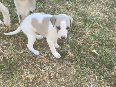 Les chiots de Whippet
