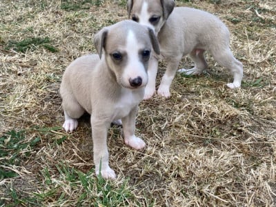 Les chiots de Whippet