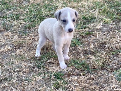 Les chiots de Whippet