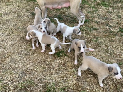 Les chiots de Whippet