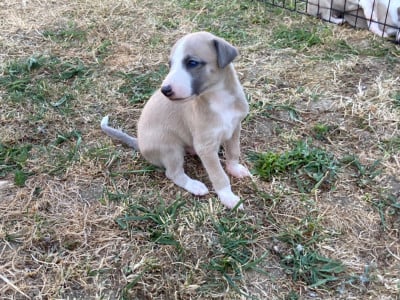 Les chiots de Whippet