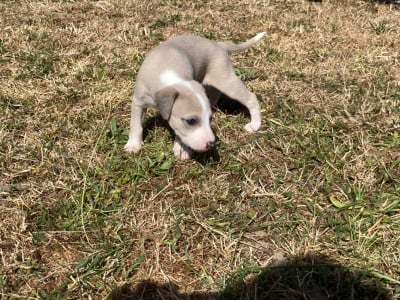 Les chiots de Whippet