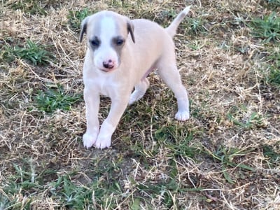 Les chiots de Whippet