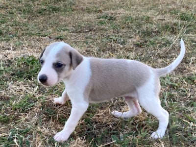 Les chiots de Whippet