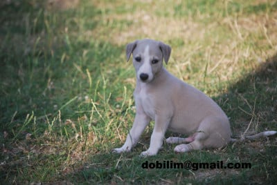 Les chiots de Whippet