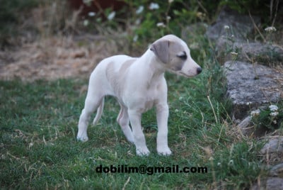 Les chiots de Whippet