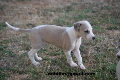 Les chiots de Whippet