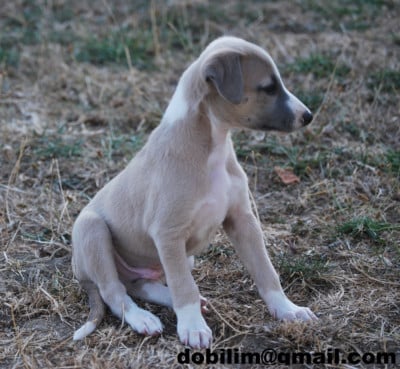 Les chiots de Whippet