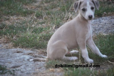 Les chiots de Whippet