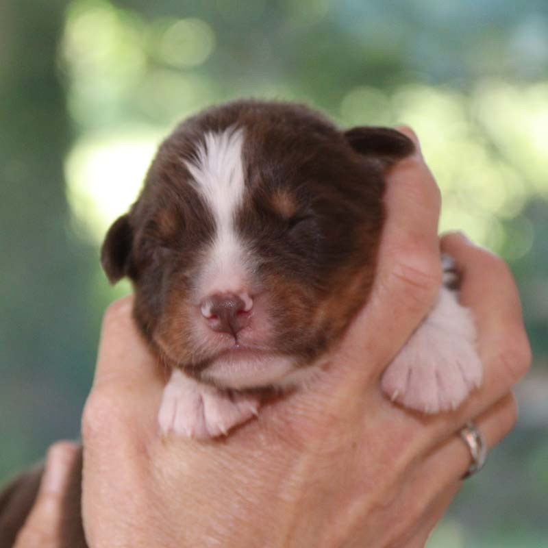 CHIOT 1 - Berger Australien