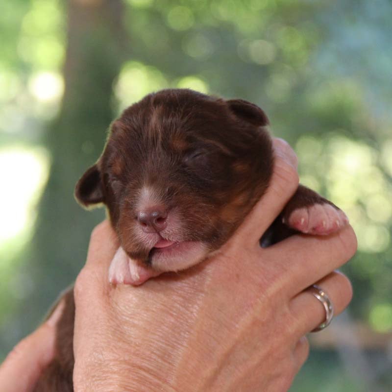 CHIOT 3 - Berger Australien