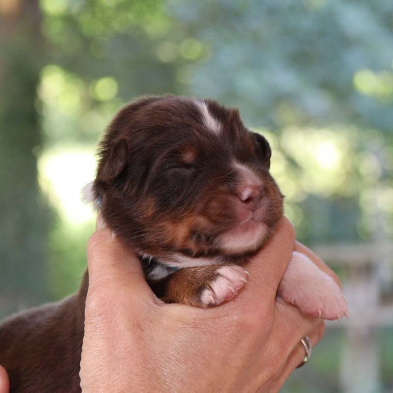 CHIOT 4 - Berger Australien