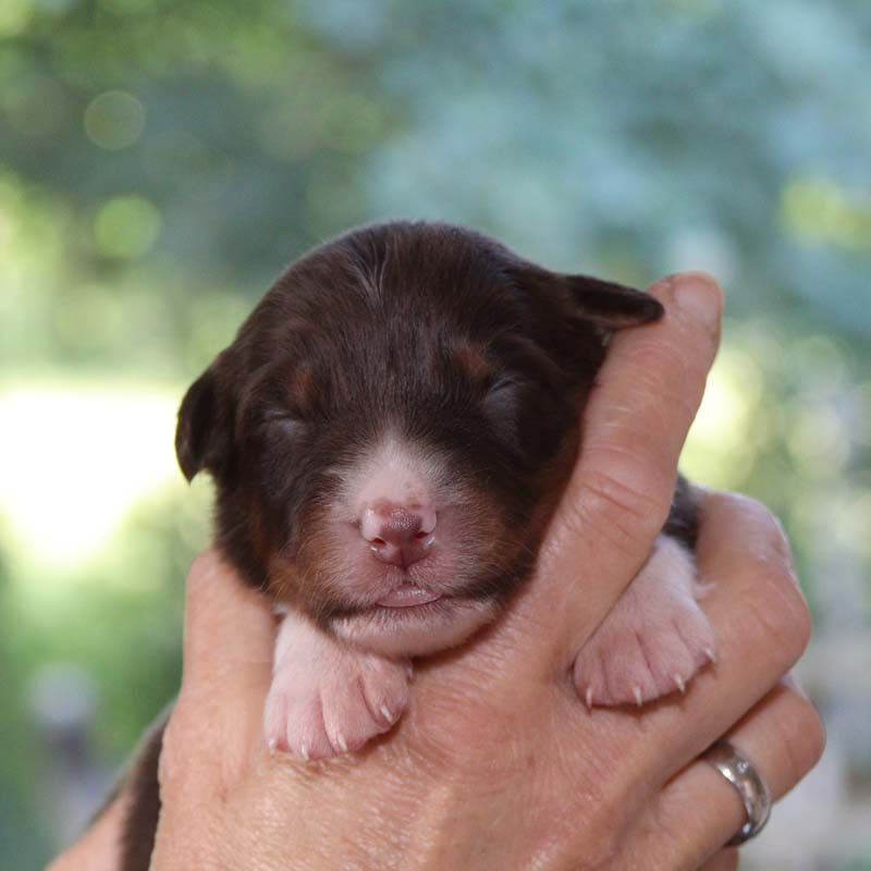 CHIOT 8 - Berger Australien