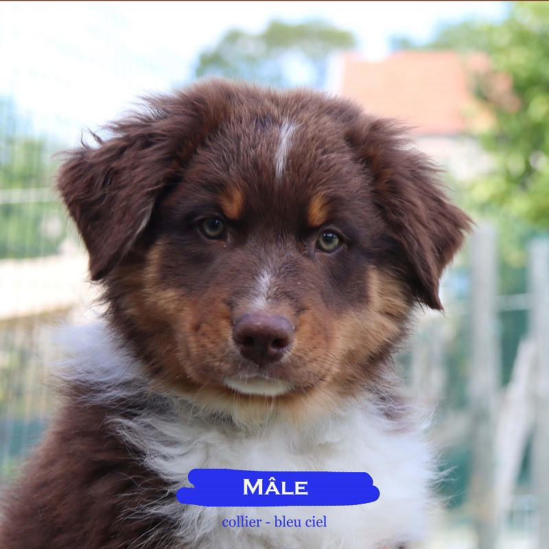CHIOT 4 - Berger Australien
