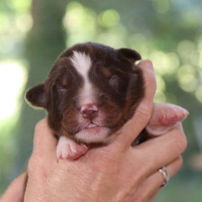 Les chiots de Berger Australien