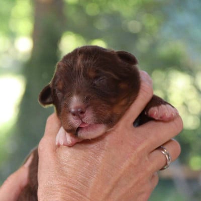 Les chiots de Berger Australien