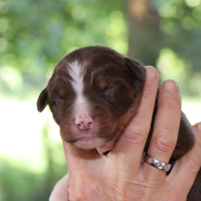 Les chiots de Berger Australien