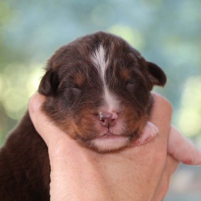 Les chiots de Berger Australien