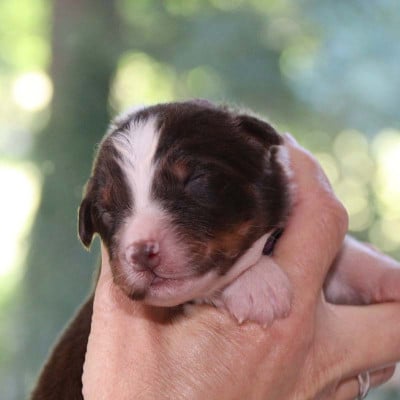Les chiots de Berger Australien
