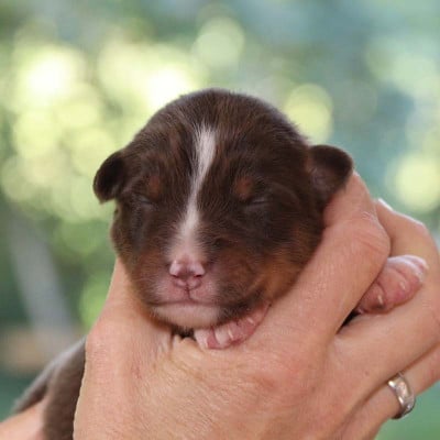 Les chiots de Berger Australien